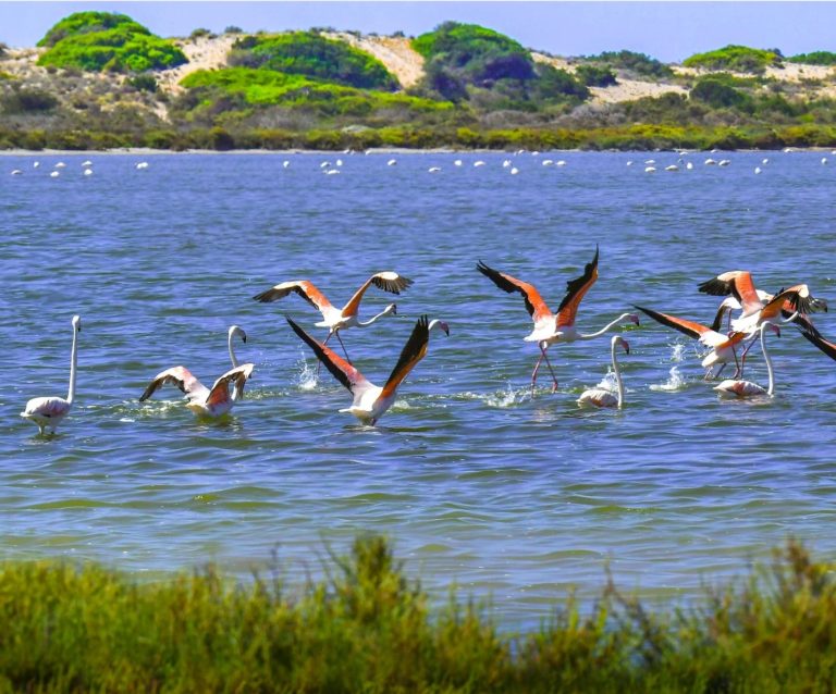 Parque Natural Punta Entinas